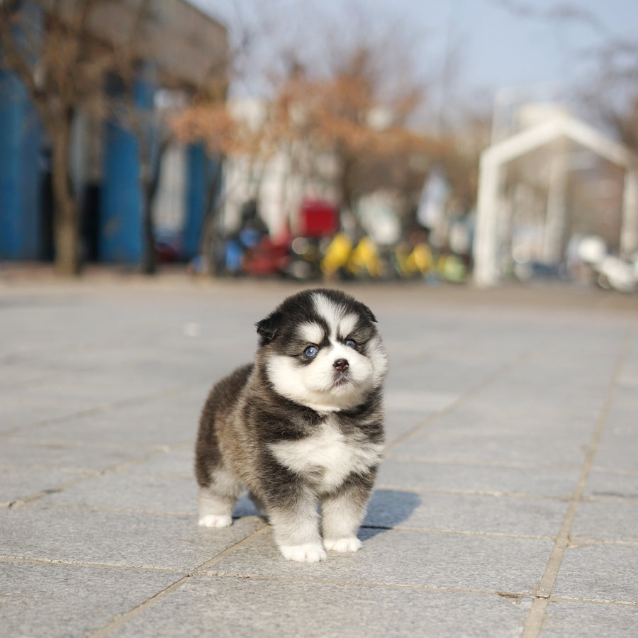 Pomsky - Lauren