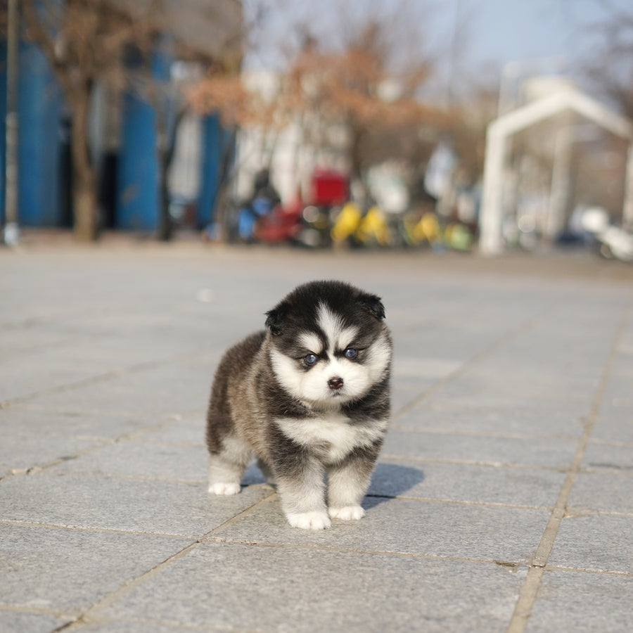 Pomsky - Lauren