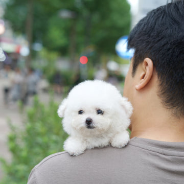 Teddy Bichon - Erica