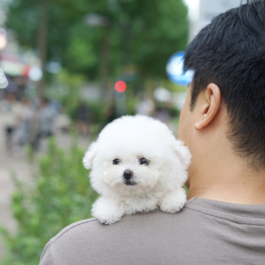 Teddy Bichon - Erica