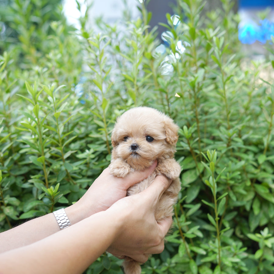 Mini Maltipoo - Faith