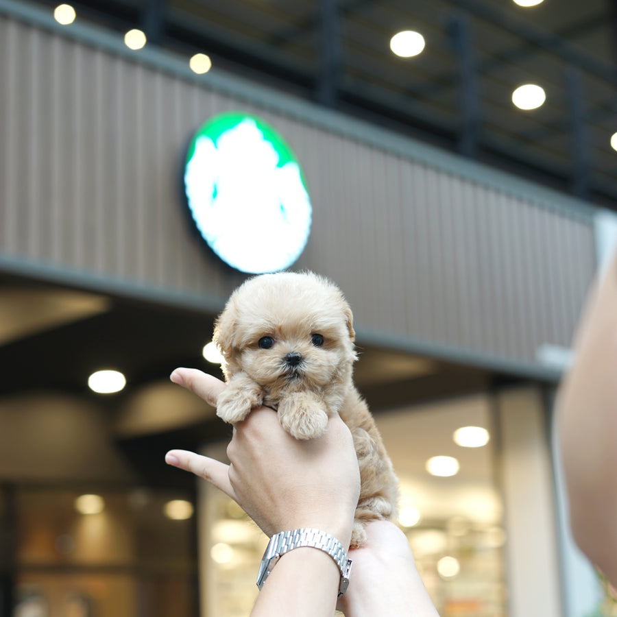 Mini Maltipoo - Faith