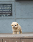 Mini Maltipoo - Faith