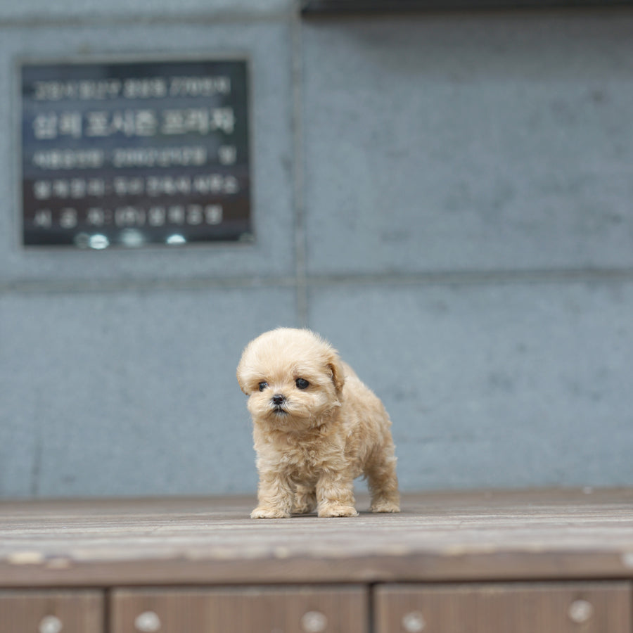 Mini Maltipoo - Faith