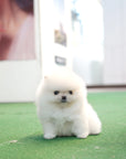 Pomeranian - Arnold