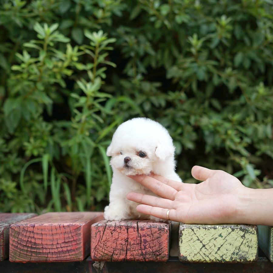 Teddy Bichon - kelly