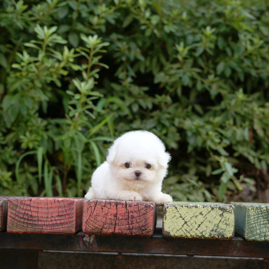 Teddy Bichon - kelly