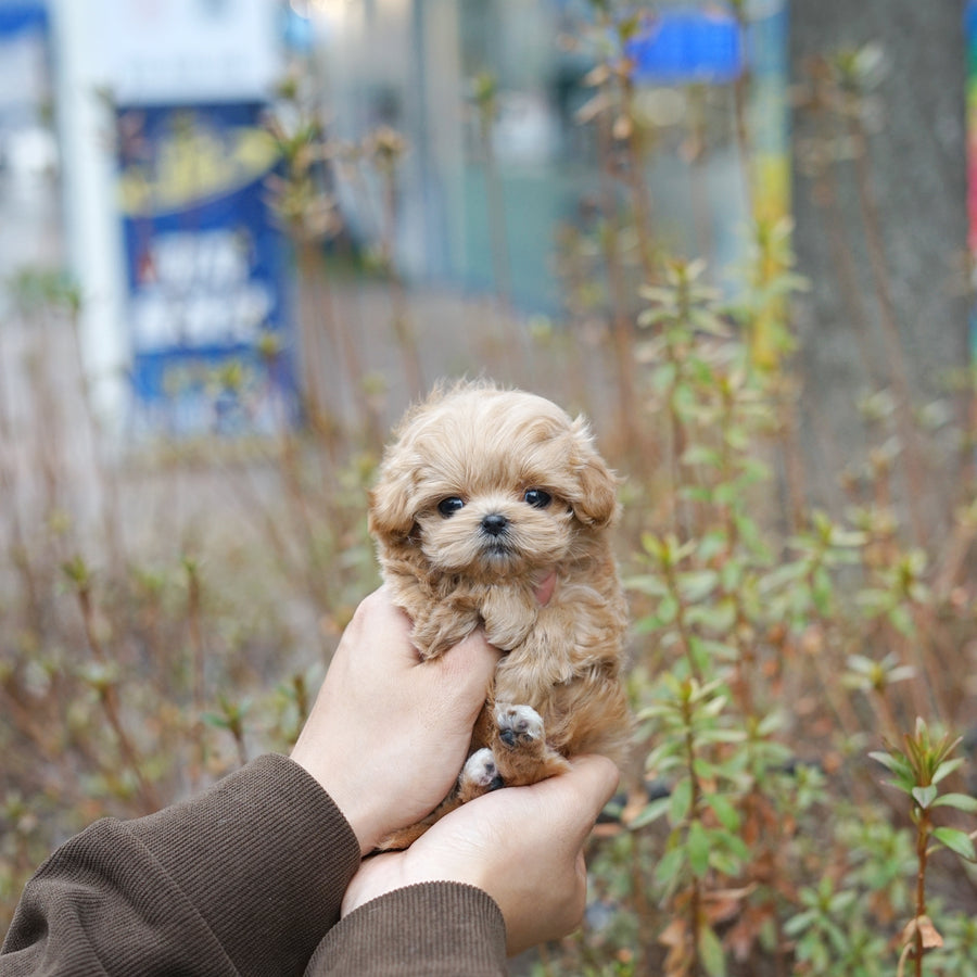 Mini Maltipoo - Alber