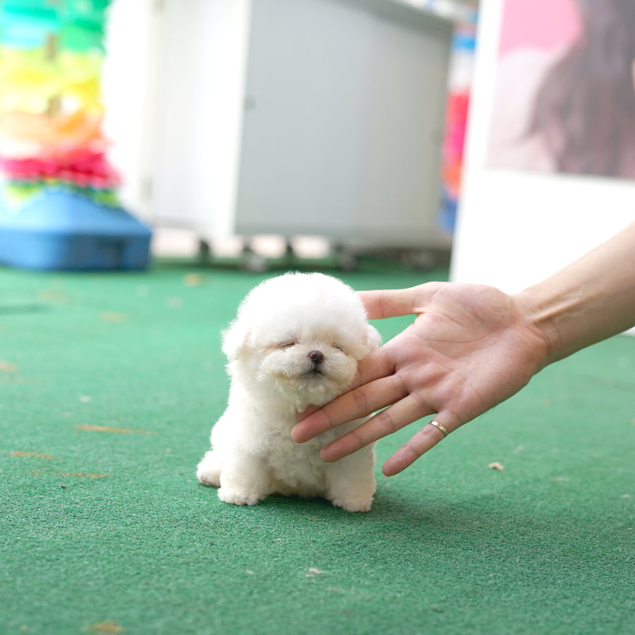 Teddy Bichon - kelly