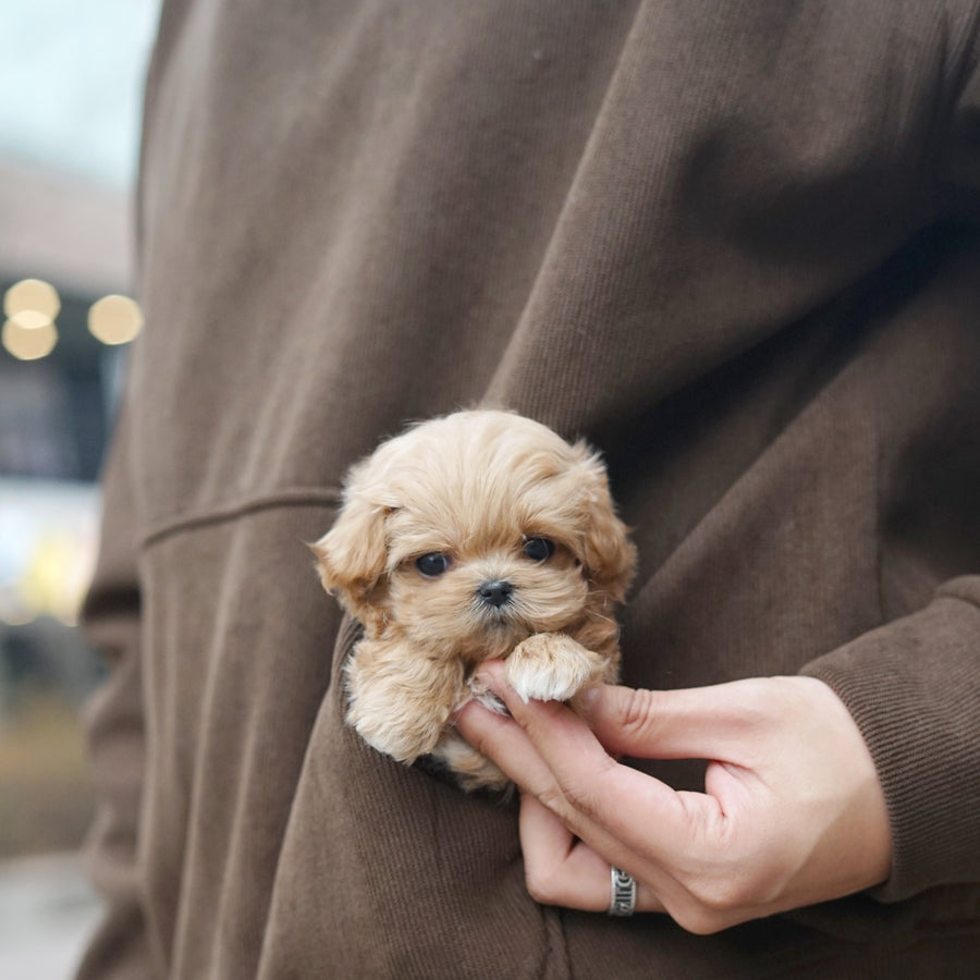 Mini Maltipoo - Alber