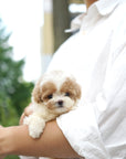 Tiny Poodle - Courtney