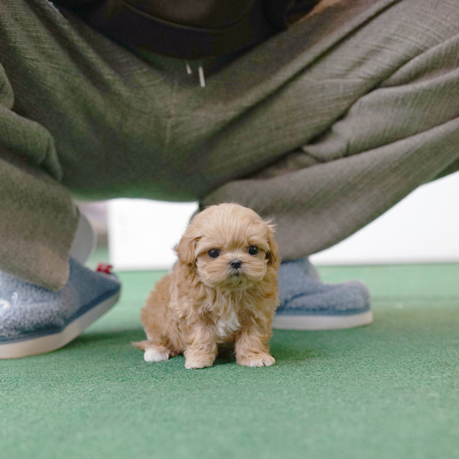 Mini Maltipoo - Alber