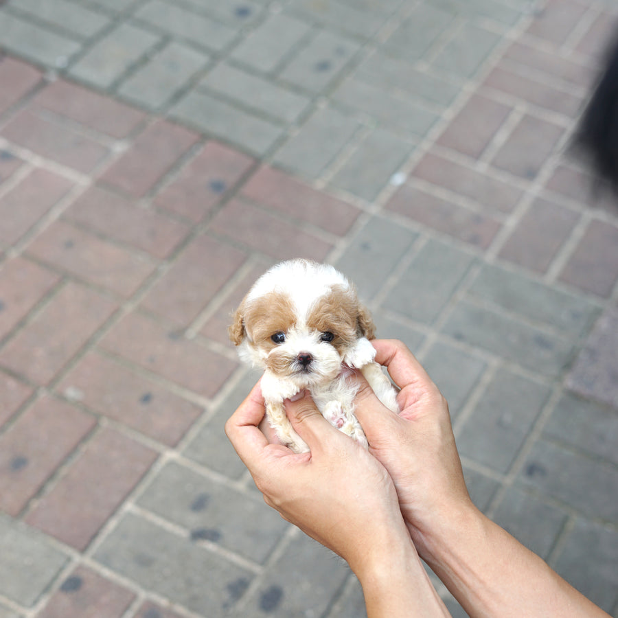 Tiny Poodle - Courtney