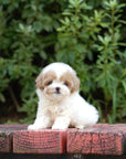 Tiny Poodle - Courtney