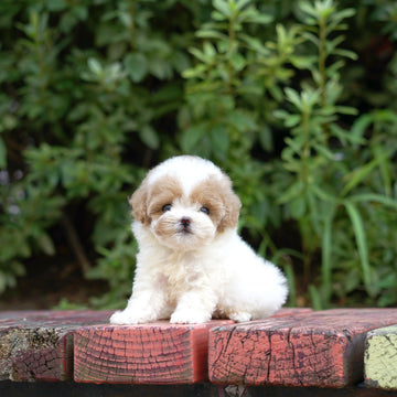 Tiny Poodle - Courtney