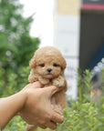 Mini Maltipoo - Duncan