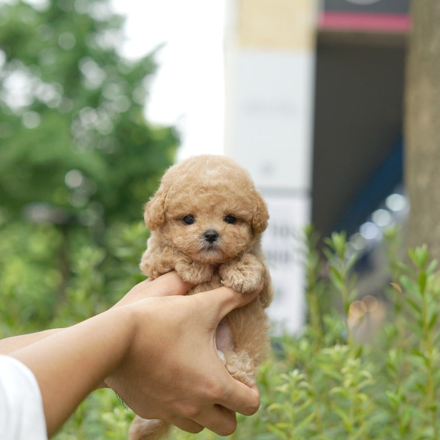 Mini Maltipoo - Duncan