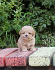 Mini Maltipoo - Duncan