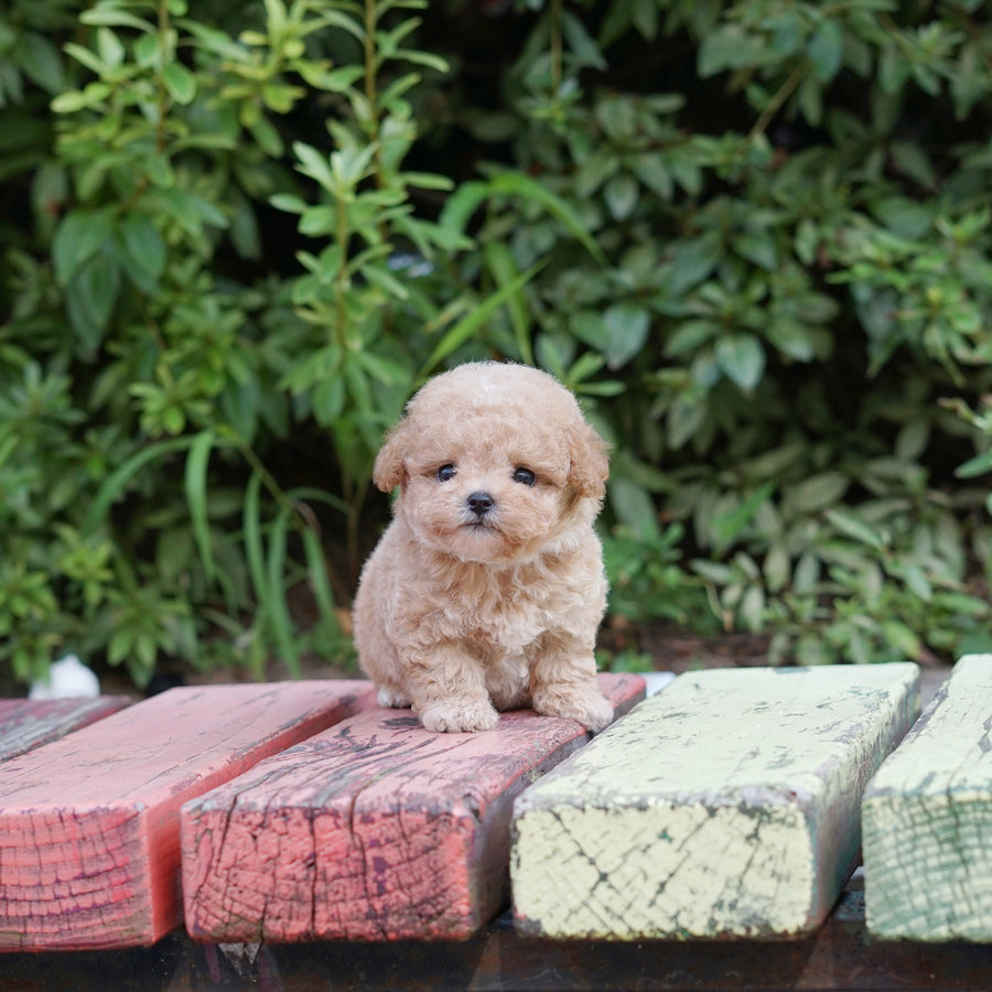 Mini Maltipoo - Duncan