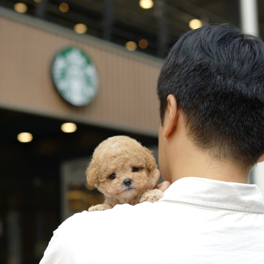 Mini Maltipoo - Duncan