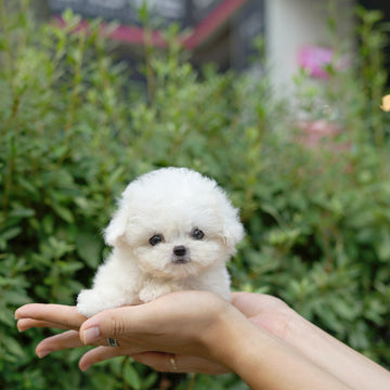 Teddy Bichon - Cordelia