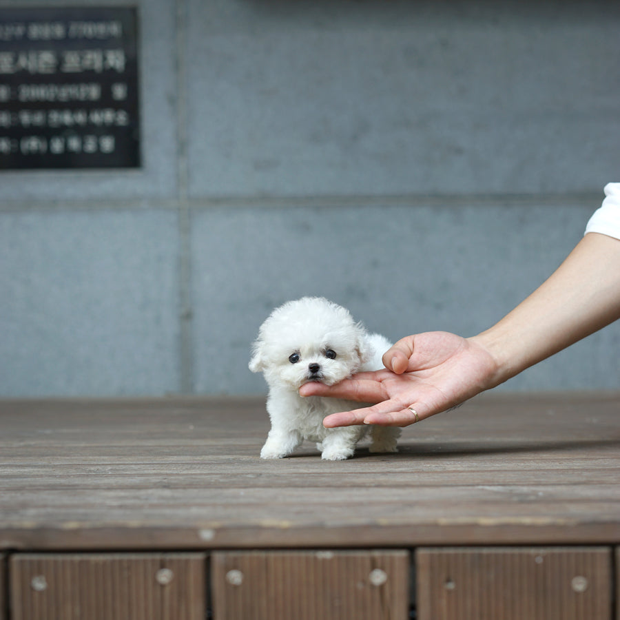 Teddy Bichon - Cordelia