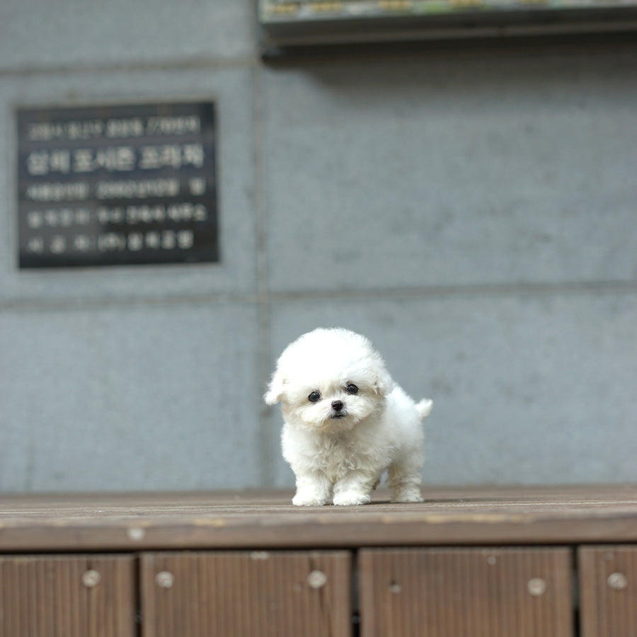 Teddy Bichon - Cordelia