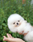 Pomeranian - Winifred