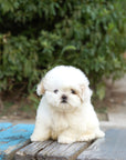 Mini Maltipoo - Ball