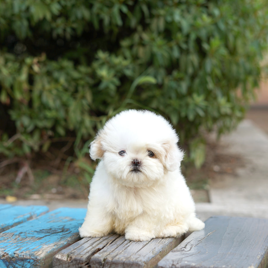 Mini Maltipoo - Ball