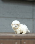 Mini Maltipoo - Ball