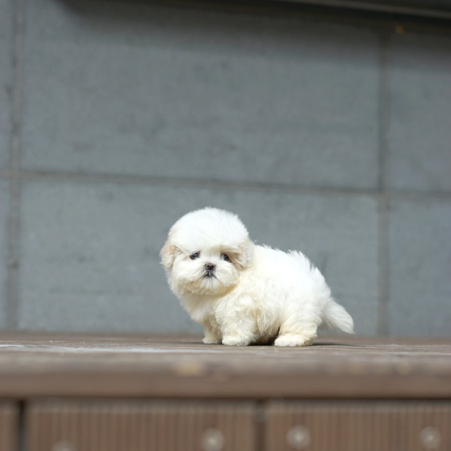 Mini Maltipoo - Ball