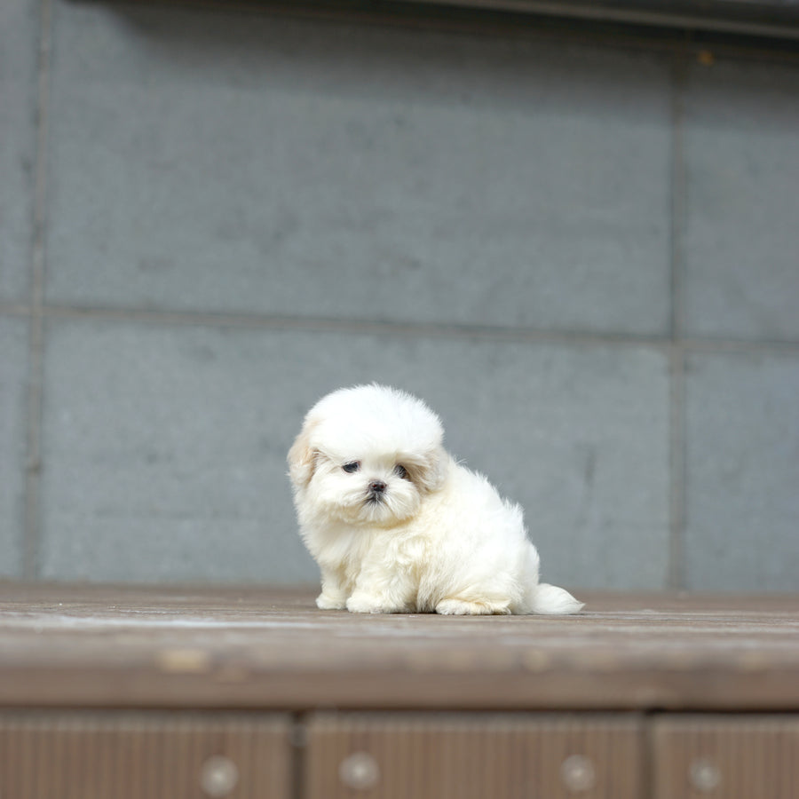 Mini Maltipoo - Ball