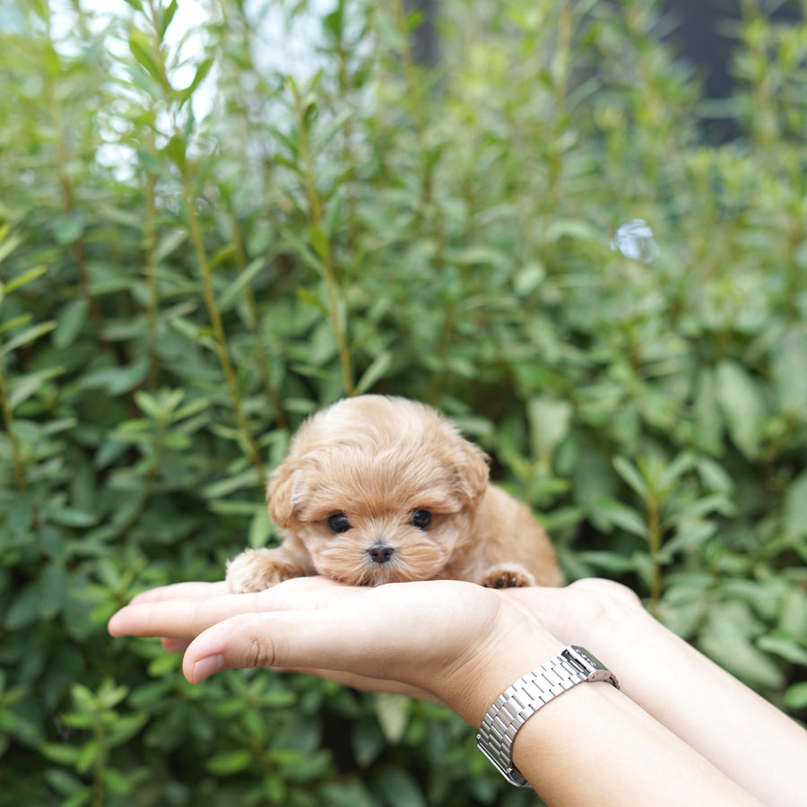 Mini Maltipoo - Chloe