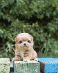 Mini Maltipoo - Chloe