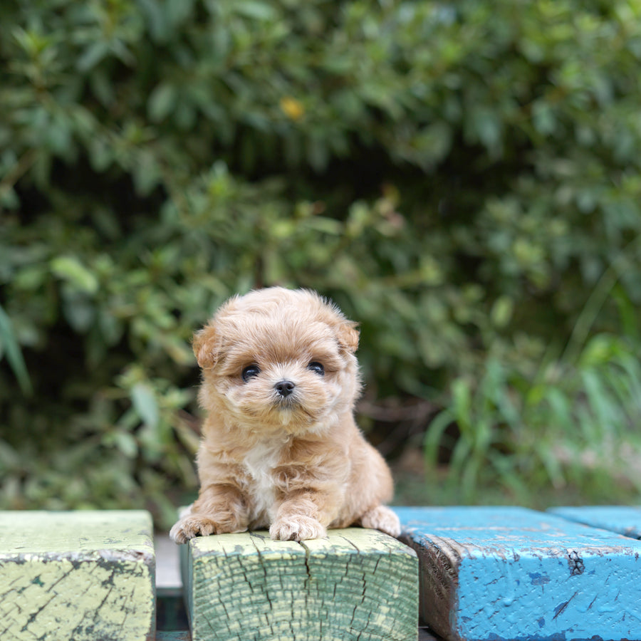 Mini Maltipoo - Chloe