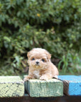 Mini Maltipoo - Chloe