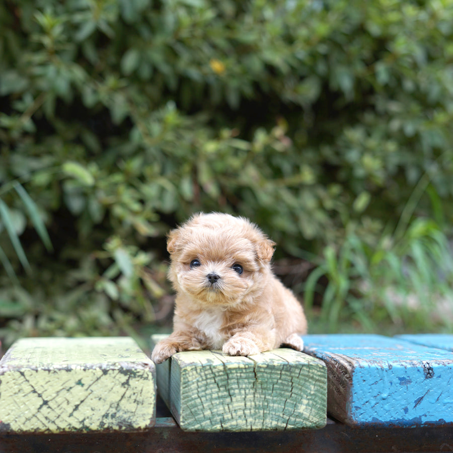 Mini Maltipoo - Chloe