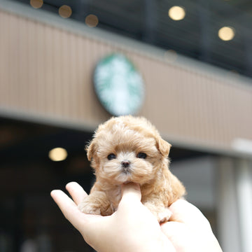 Mini Maltipoo - Cherry