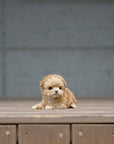 Mini Maltipoo - Cherry