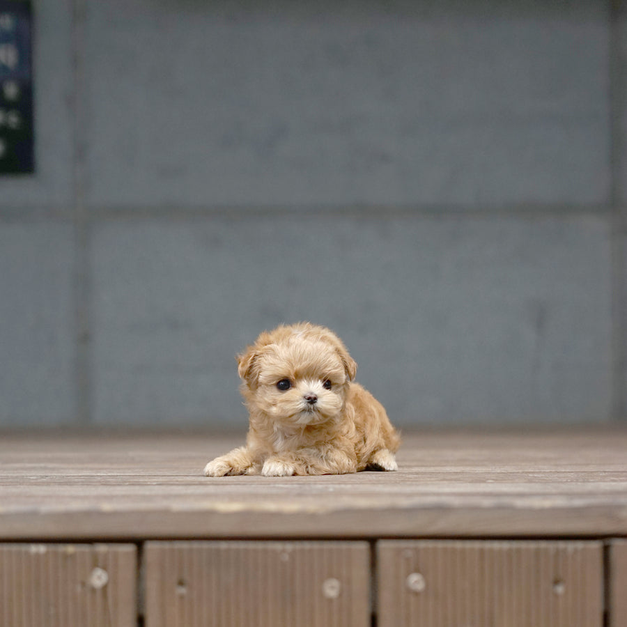 Mini Maltipoo - Cherry