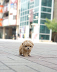 Mini Maltipoo - Cherry