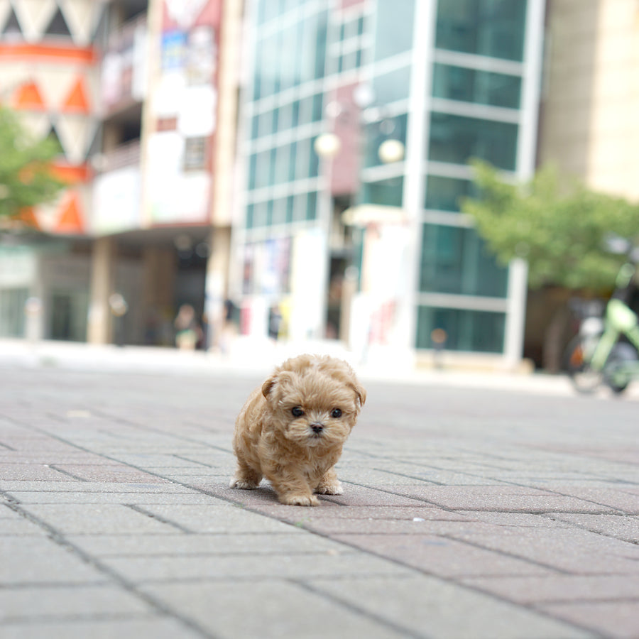 Mini Maltipoo - Cherry