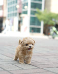 Mini Maltipoo - Cherry