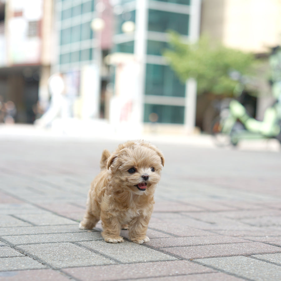 Mini Maltipoo - Cherry