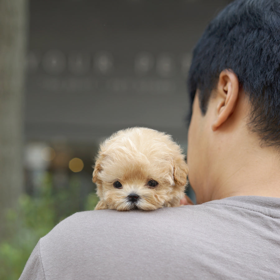 Mini Maltipoo - Alice