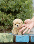 Mini Maltipoo - Alice