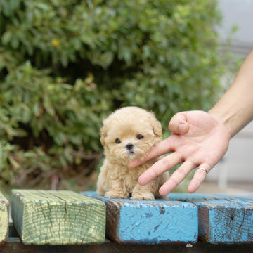 Mini Maltipoo - Alice