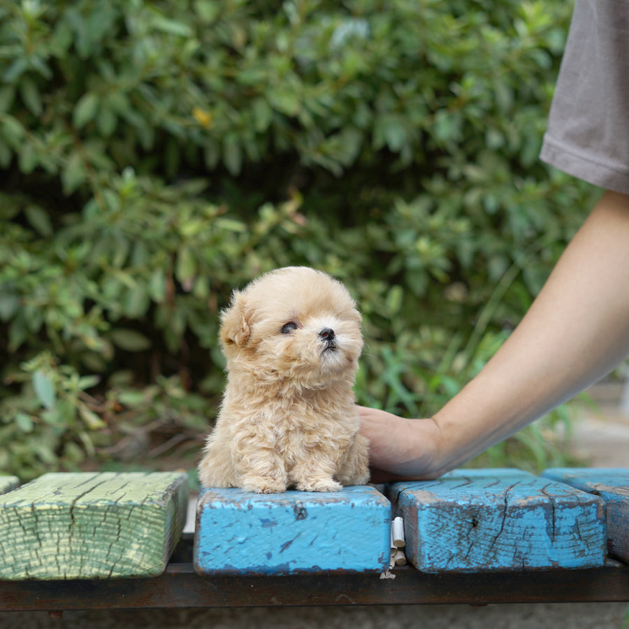 Mini Maltipoo - Alice