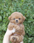 Mini Maltipoo - Geoffrey